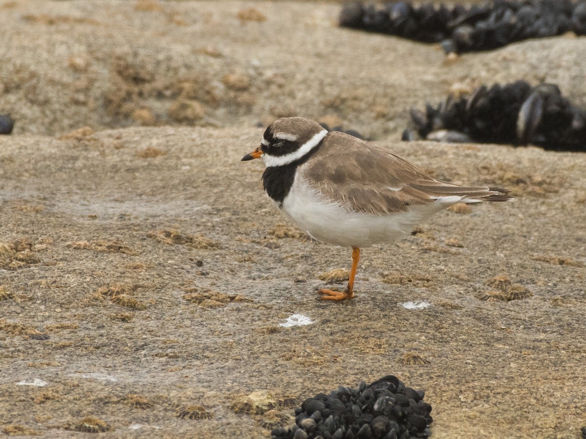 Common Ringed Plover - ML474368461