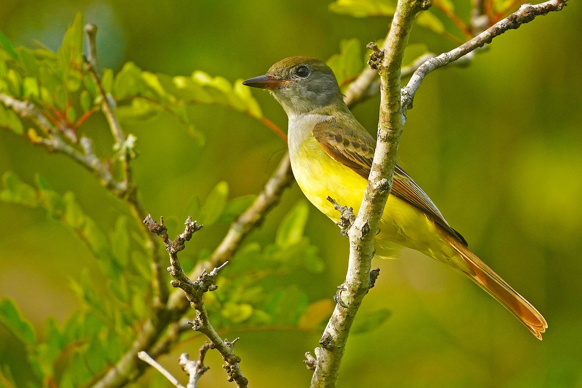 Great Crested Flycatcher - ML474374931