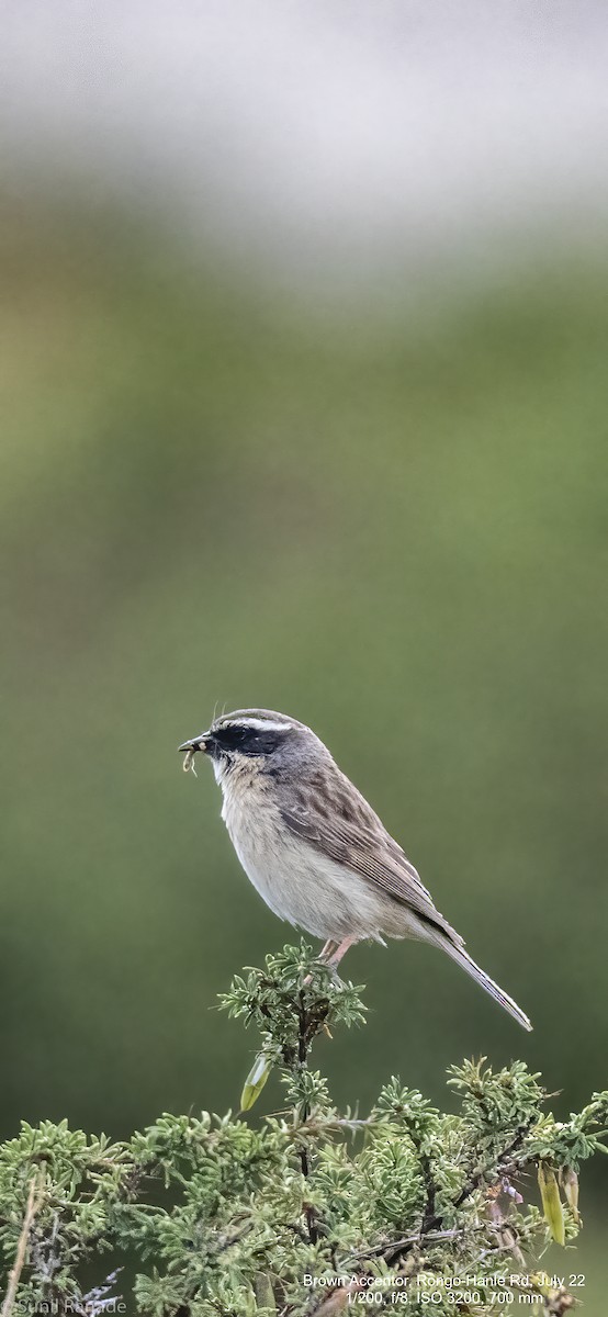 Brown Accentor - ML474375071