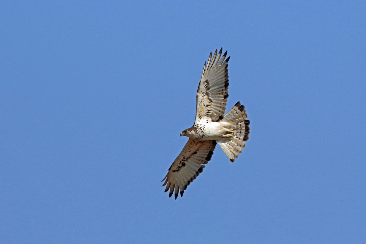 African Hawk-Eagle - Nigel Voaden