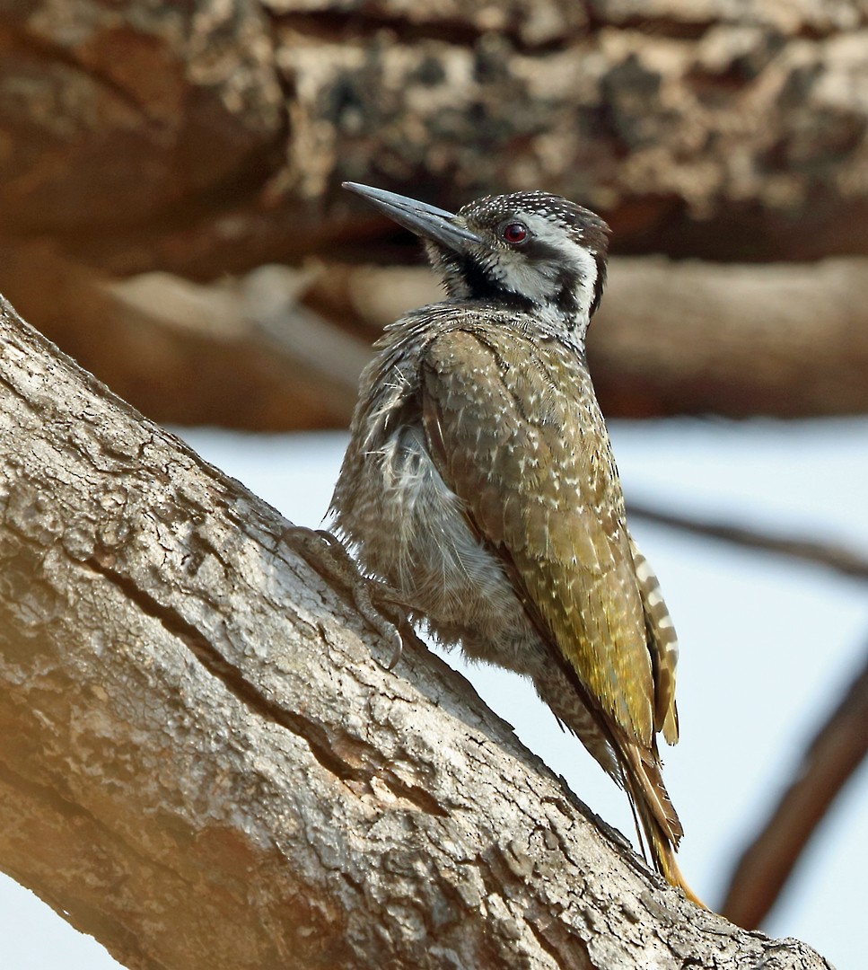 Bearded Woodpecker - ML47438201