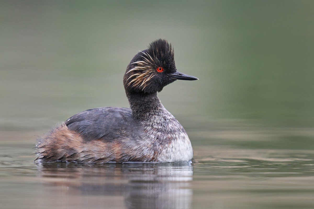 Eared Grebe - ML474384161