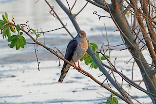  - Ovambo Sparrowhawk