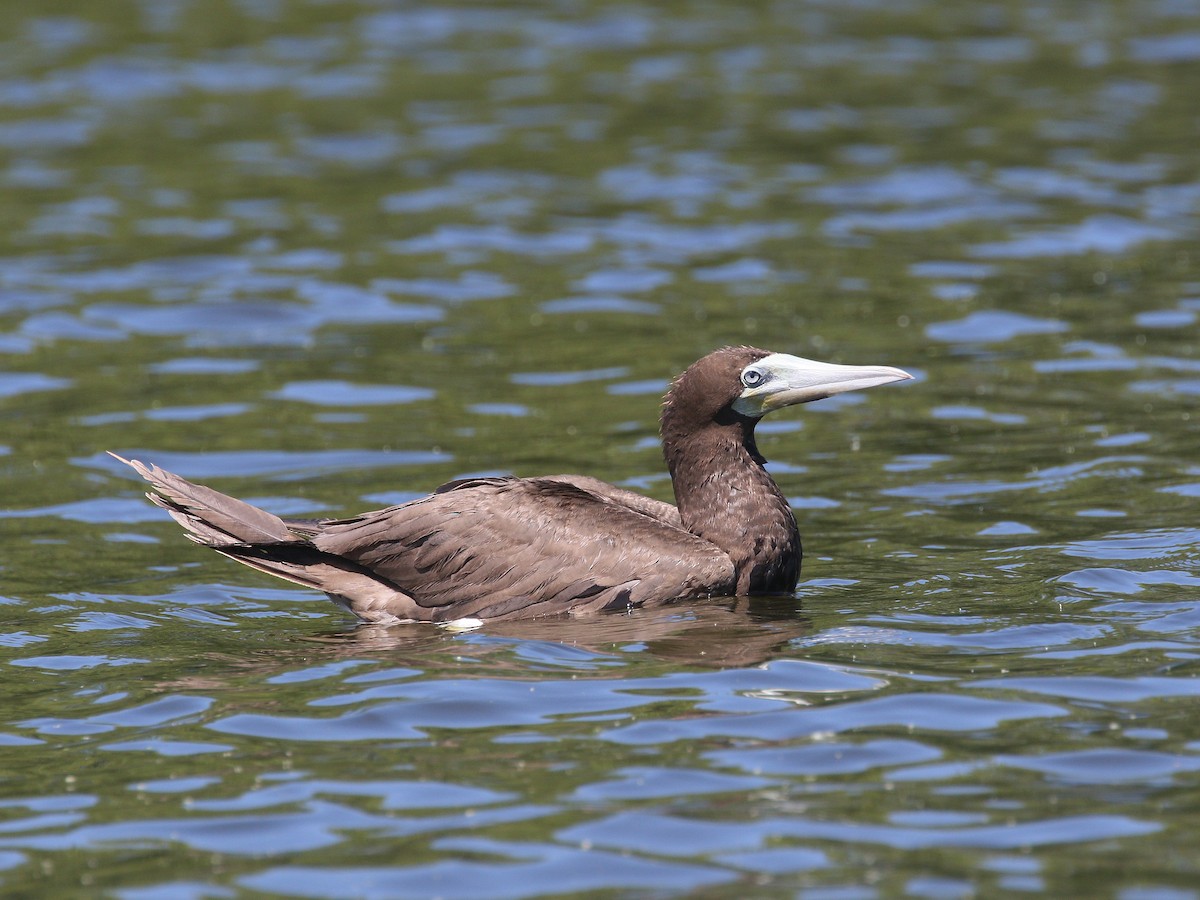 Brown Booby - ML474392441