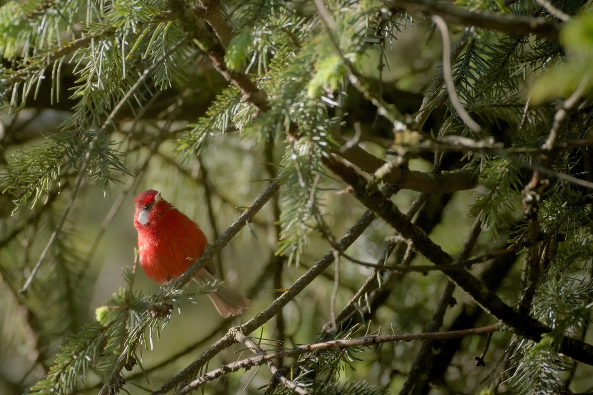 Red Warbler (White-cheeked) - ML474394881