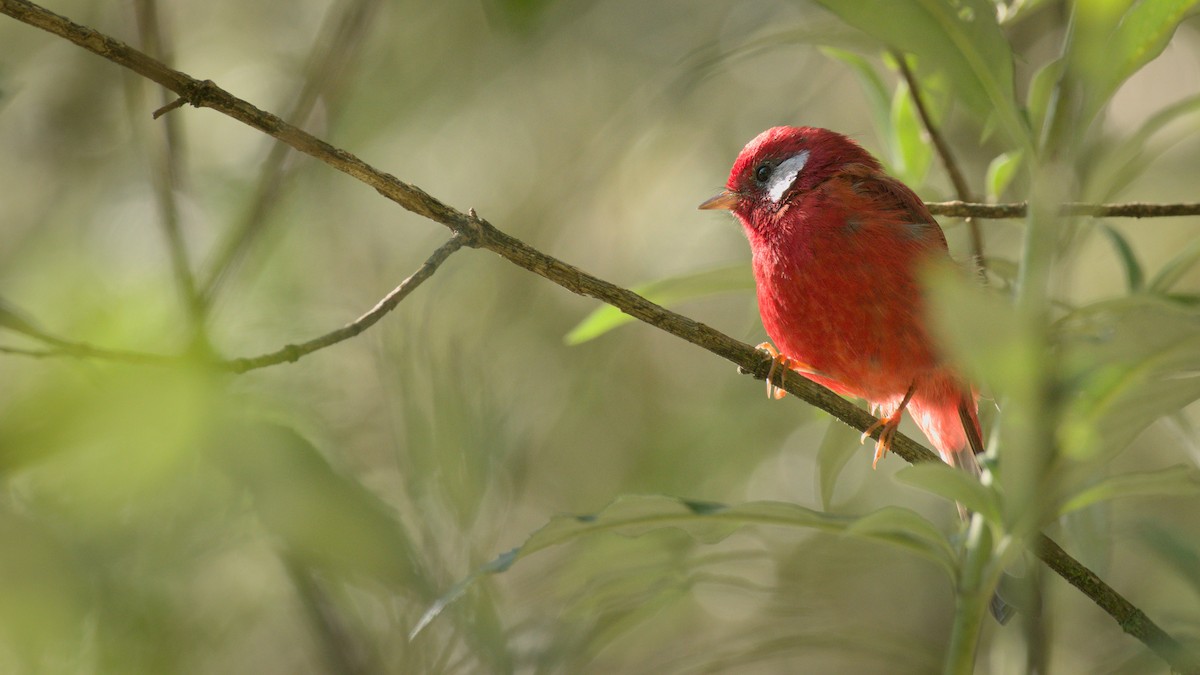 Red Warbler (White-cheeked) - ML474394891