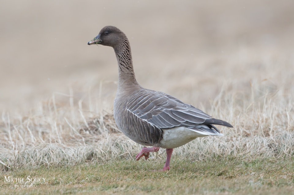 Pink-footed Goose - ML47439631