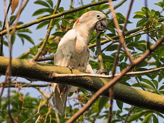  - Salmon-crested Cockatoo