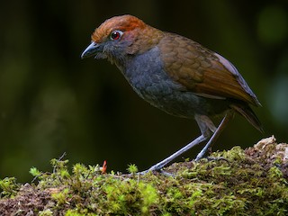  - Chestnut-naped Antpitta