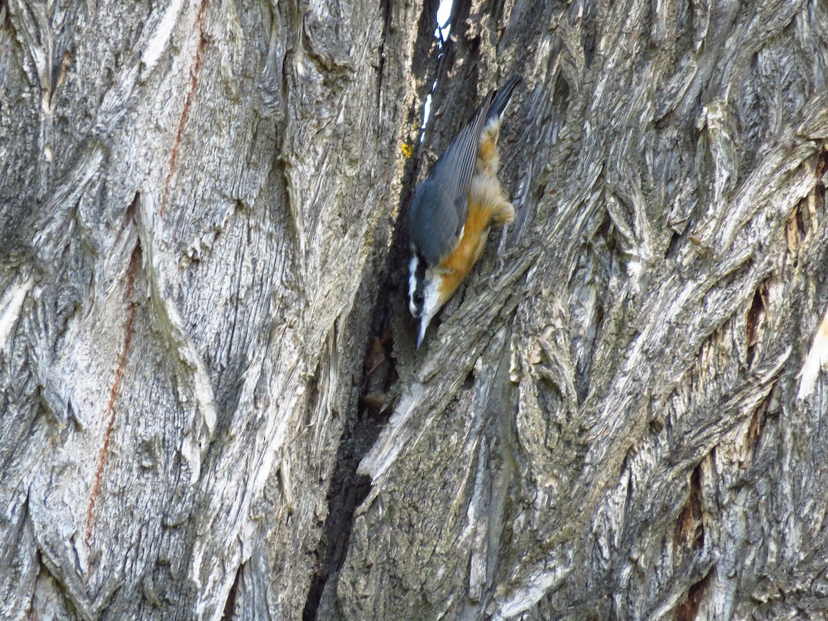 Red-breasted Nuthatch - ML474410821