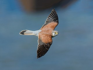  - Nankeen Kestrel