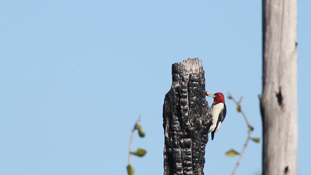Red-headed Woodpecker - ML474412