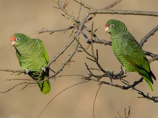  - Tucuman Parrot