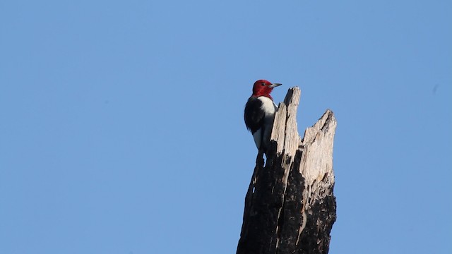 Red-headed Woodpecker - ML474414