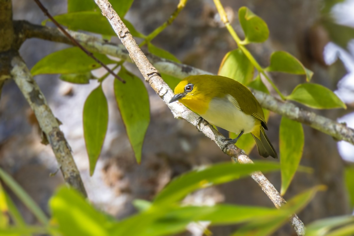 Black-fronted White-eye (Green-fronted) - ML474415171