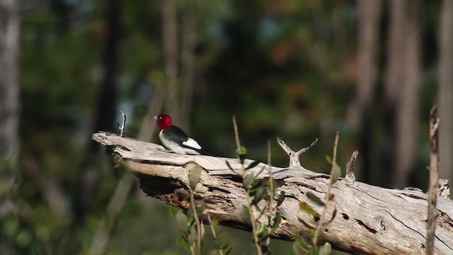 Red-headed Woodpecker - ML474417