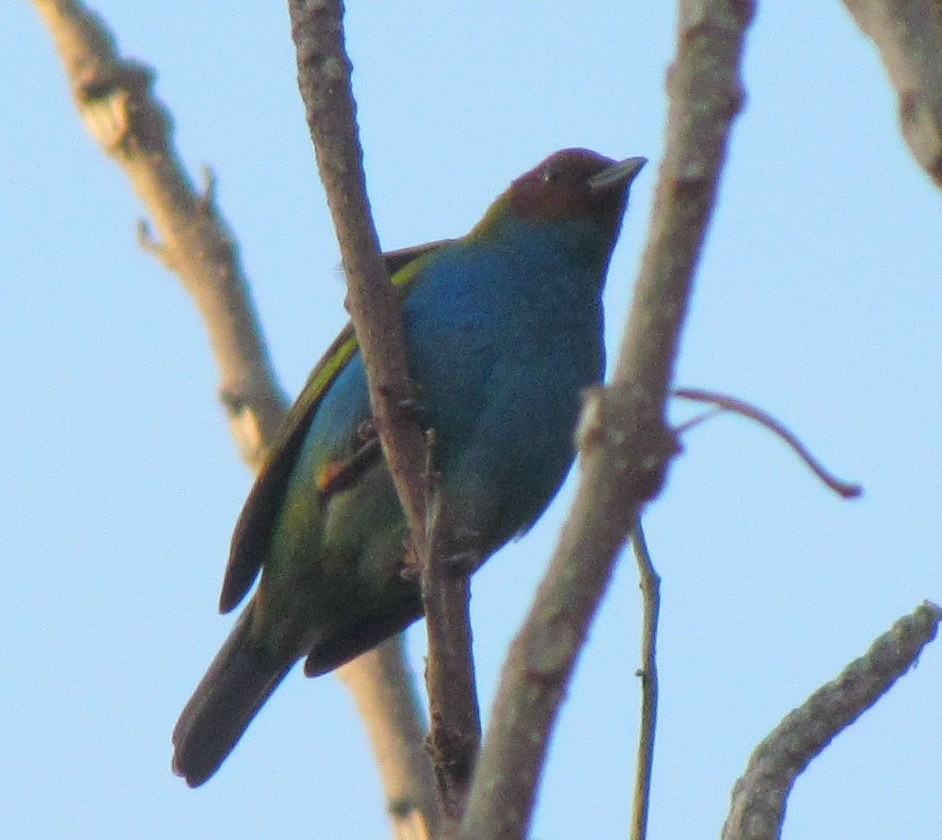 Bay-headed Tanager - Lorraine Cowl