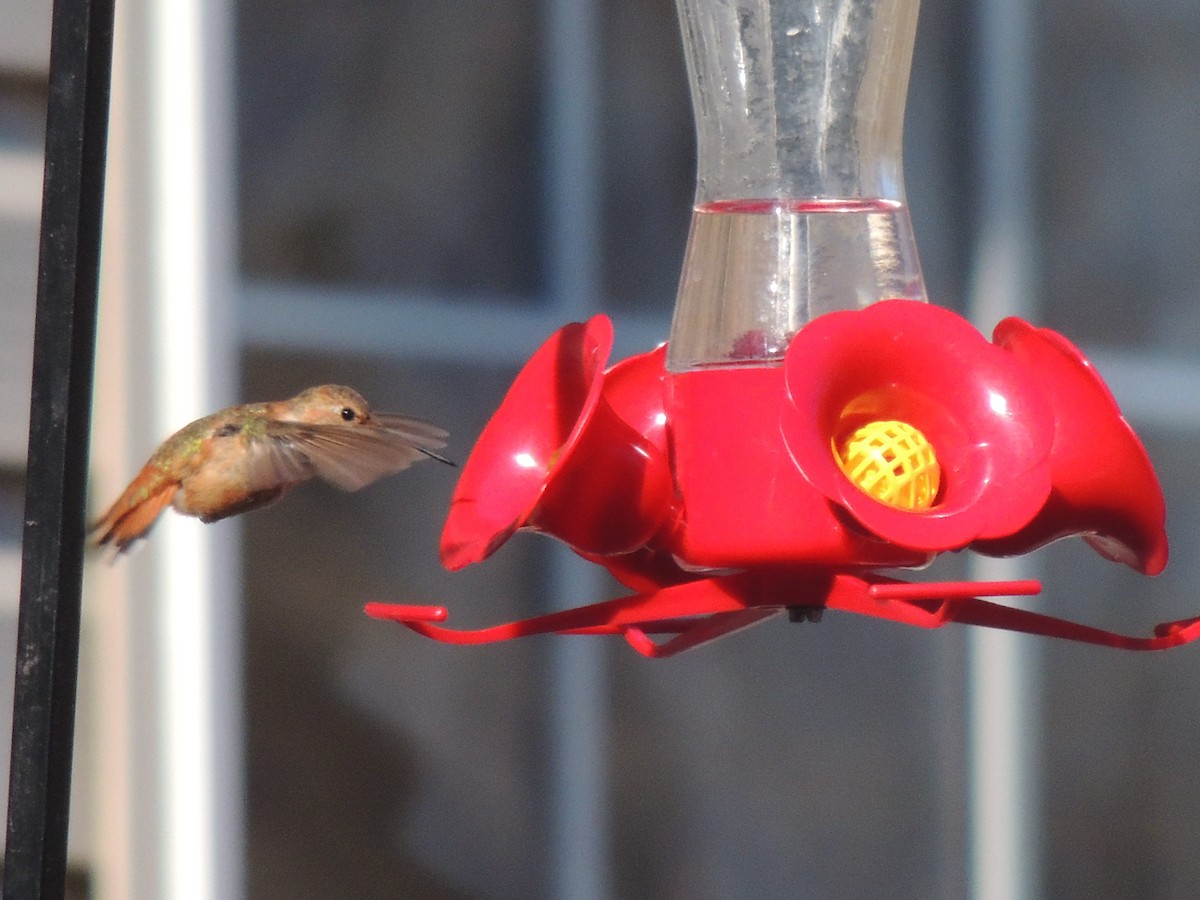 Rufous Hummingbird - ML47442291