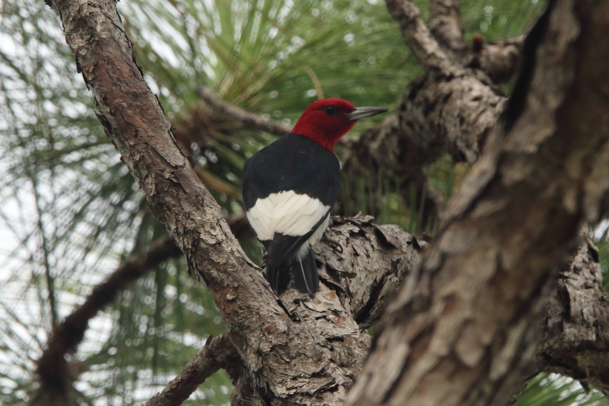 Red-headed Woodpecker - ML474426431