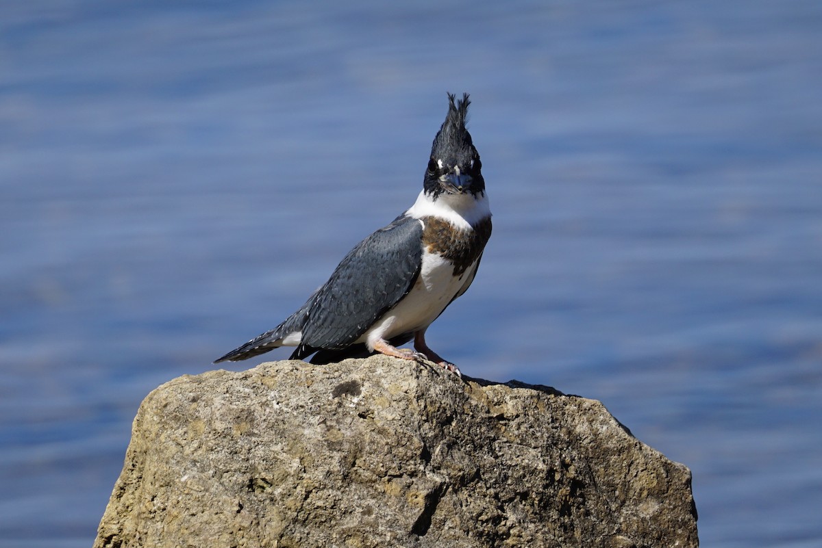 Belted Kingfisher - ML474427061