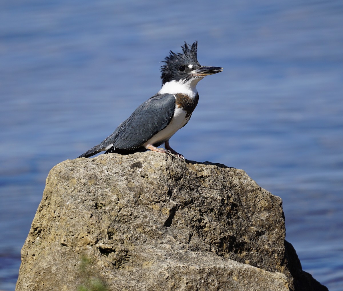Belted Kingfisher - ML474427131