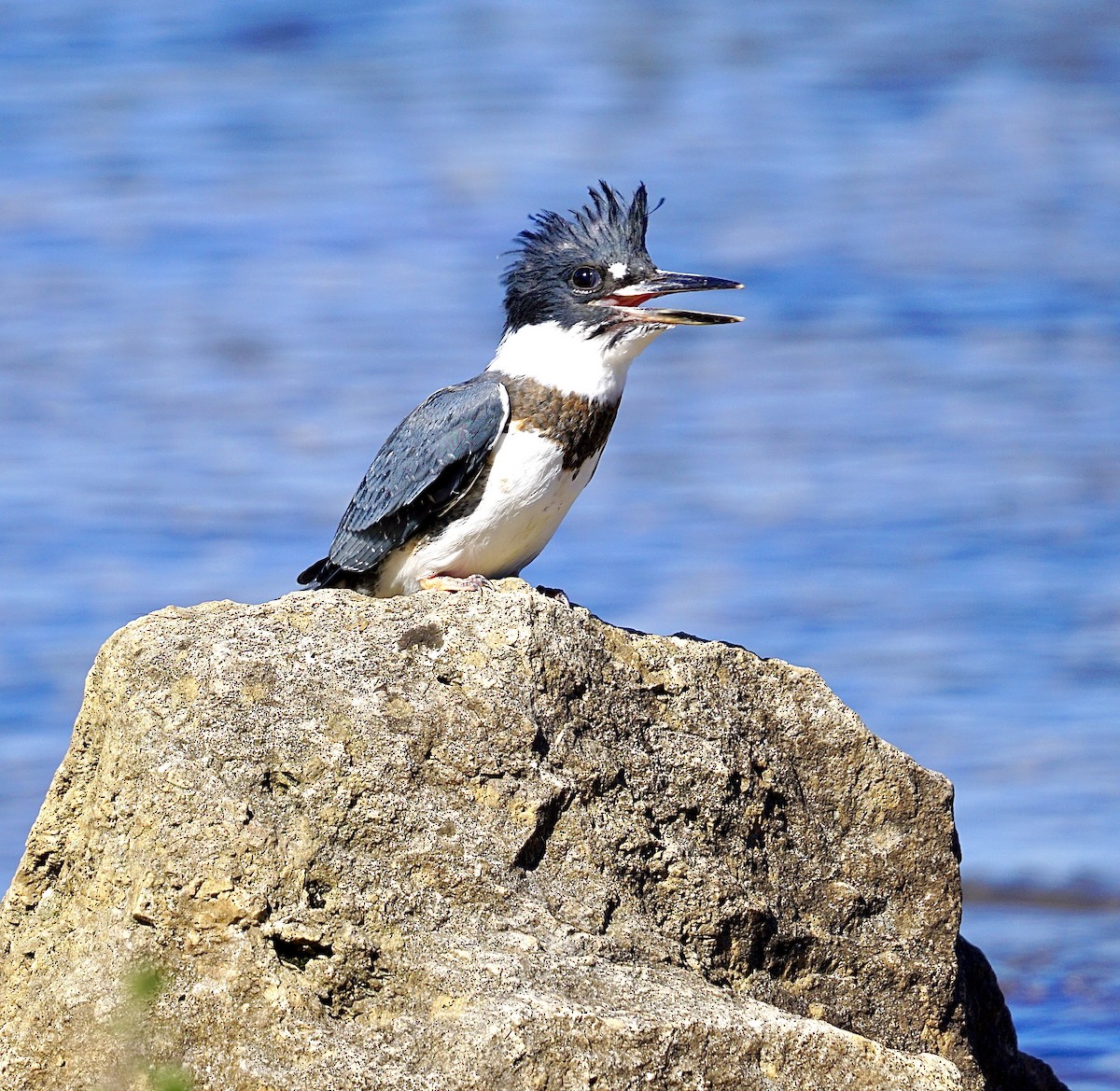 Belted Kingfisher - ML474427151