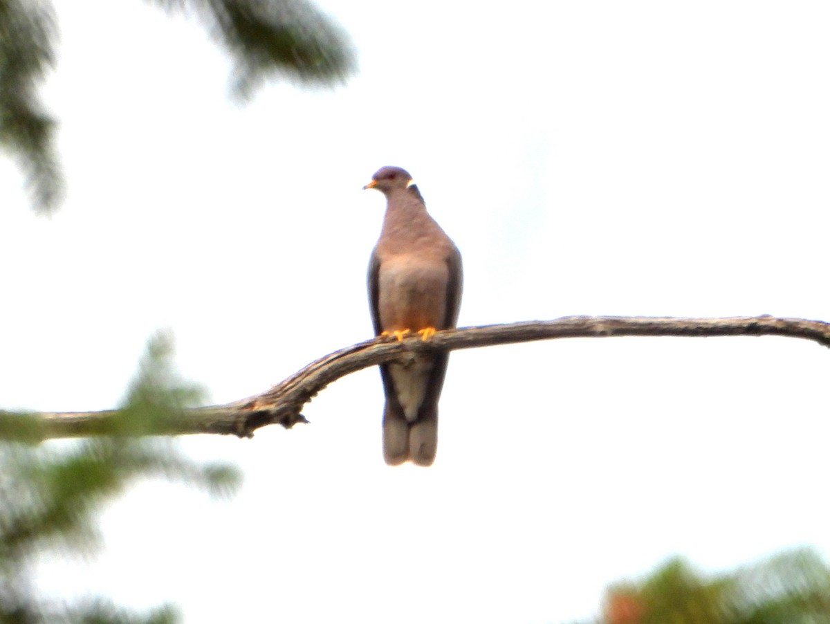 Band-tailed Pigeon - bob butler