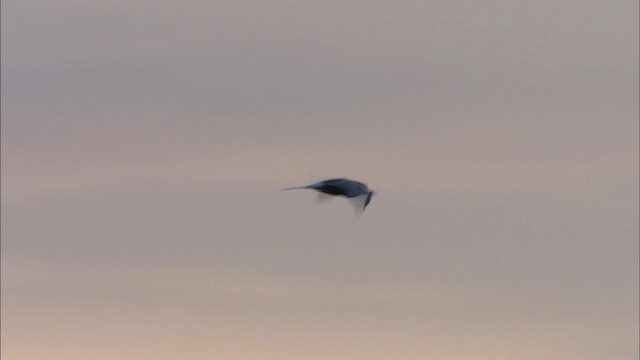 白腰燕鷗 - ML474434