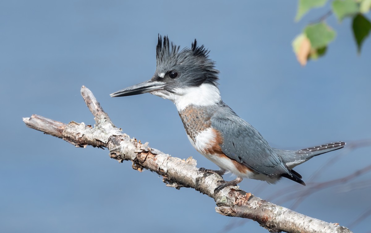 Belted Kingfisher - ML474434481