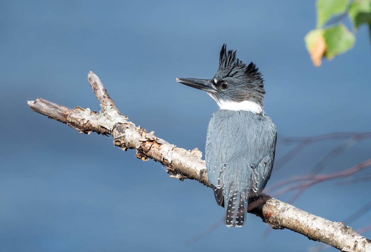 Belted Kingfisher - ML474434721