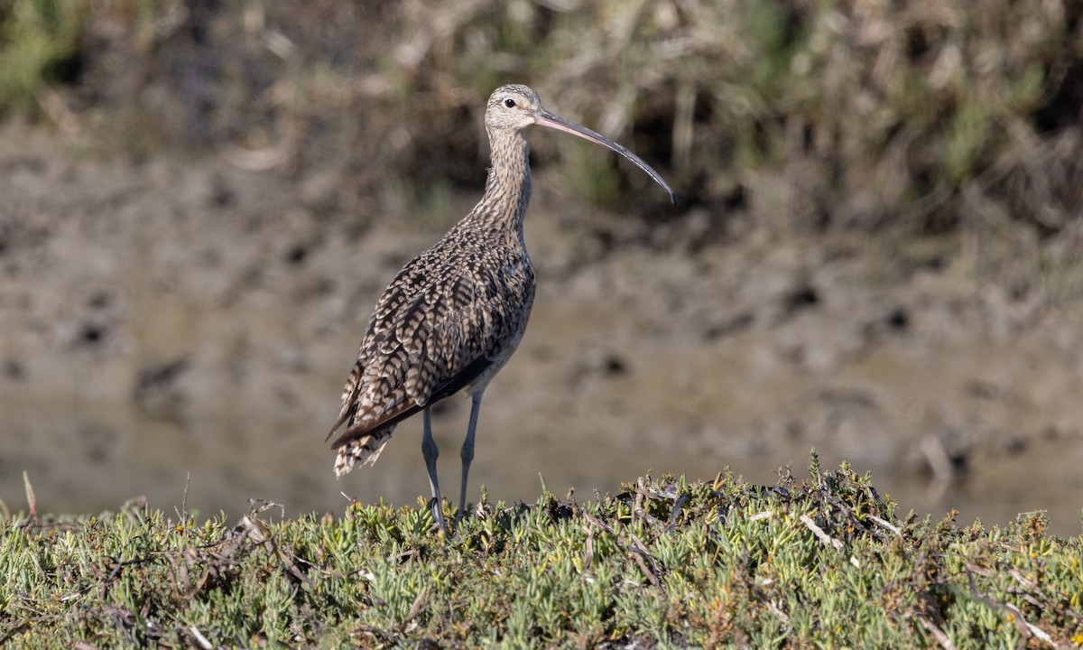 Long-billed Curlew - ML474435011