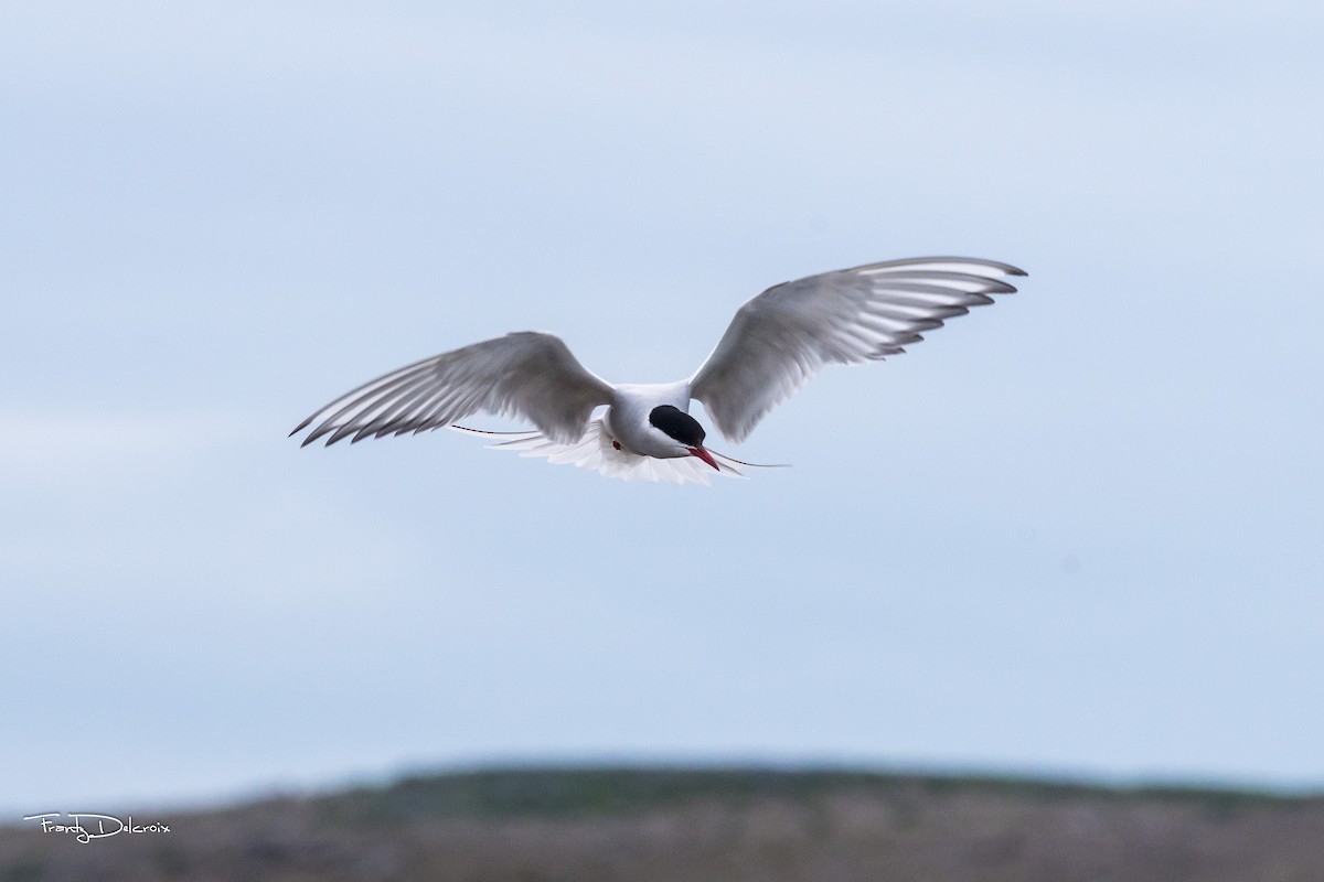 Arctic Tern - ML474435101