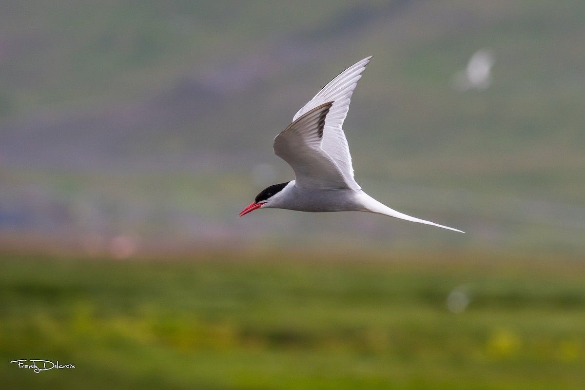 Arctic Tern - ML474435191