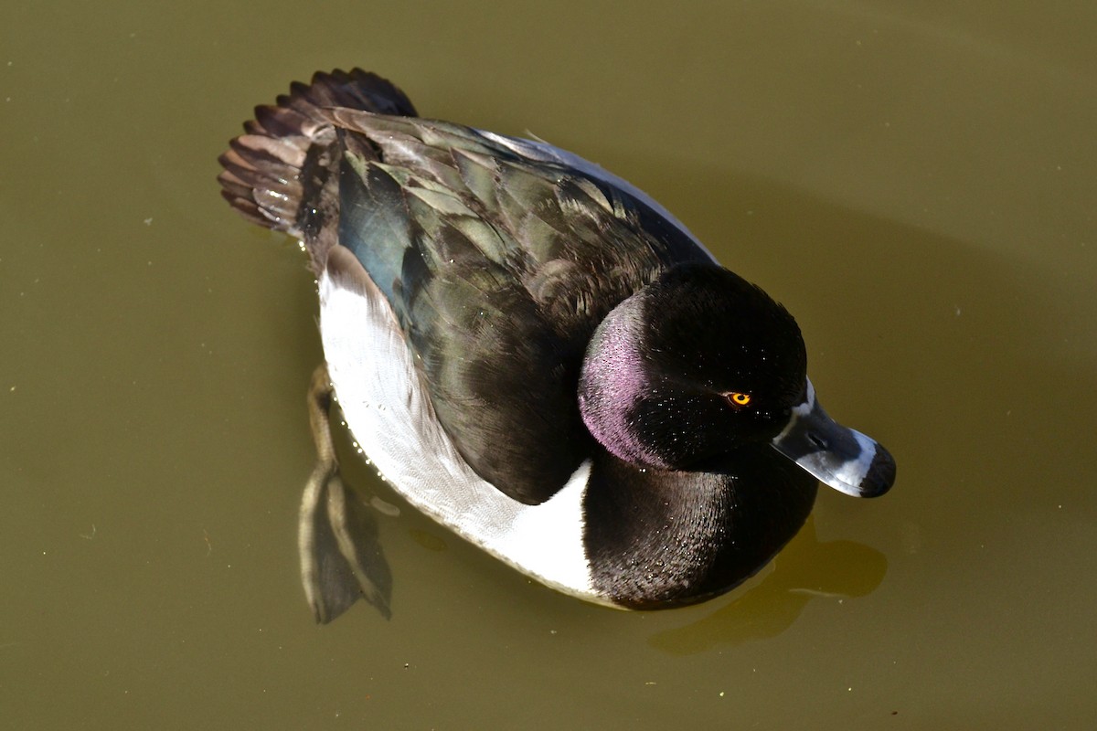 Ring-necked Duck - ML47443621