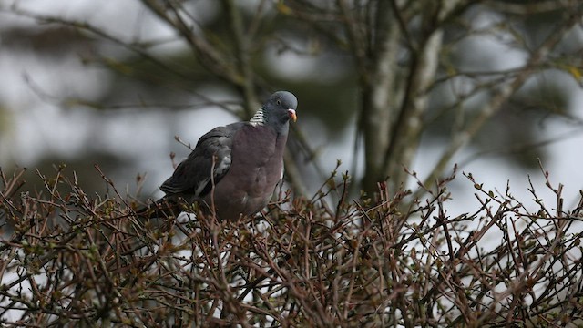 Pigeon ramier (groupe palumbus) - ML474439801