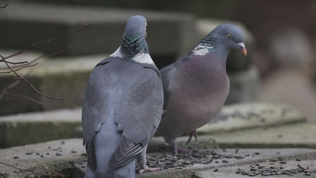 Pigeon ramier (groupe palumbus) - ML474440021