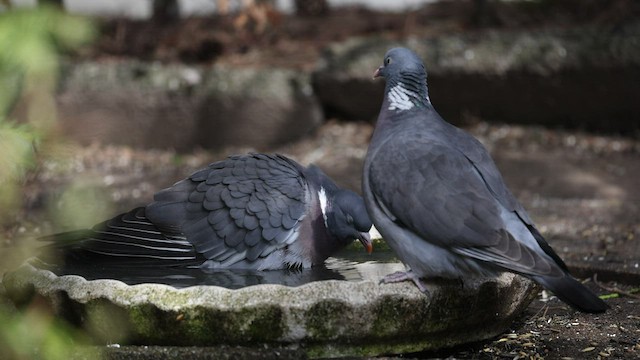 Common Wood-Pigeon (White-necked) - ML474440511