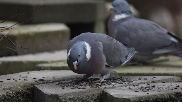 Pigeon ramier (groupe palumbus) - ML474440911