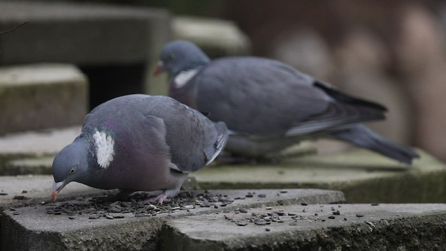 Pigeon ramier (groupe palumbus) - ML474440931
