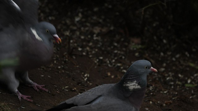 Common Wood-Pigeon (White-necked) - ML474441111