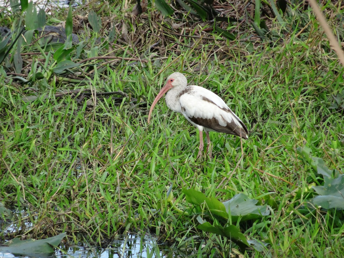 ibis bílý - ML47444411
