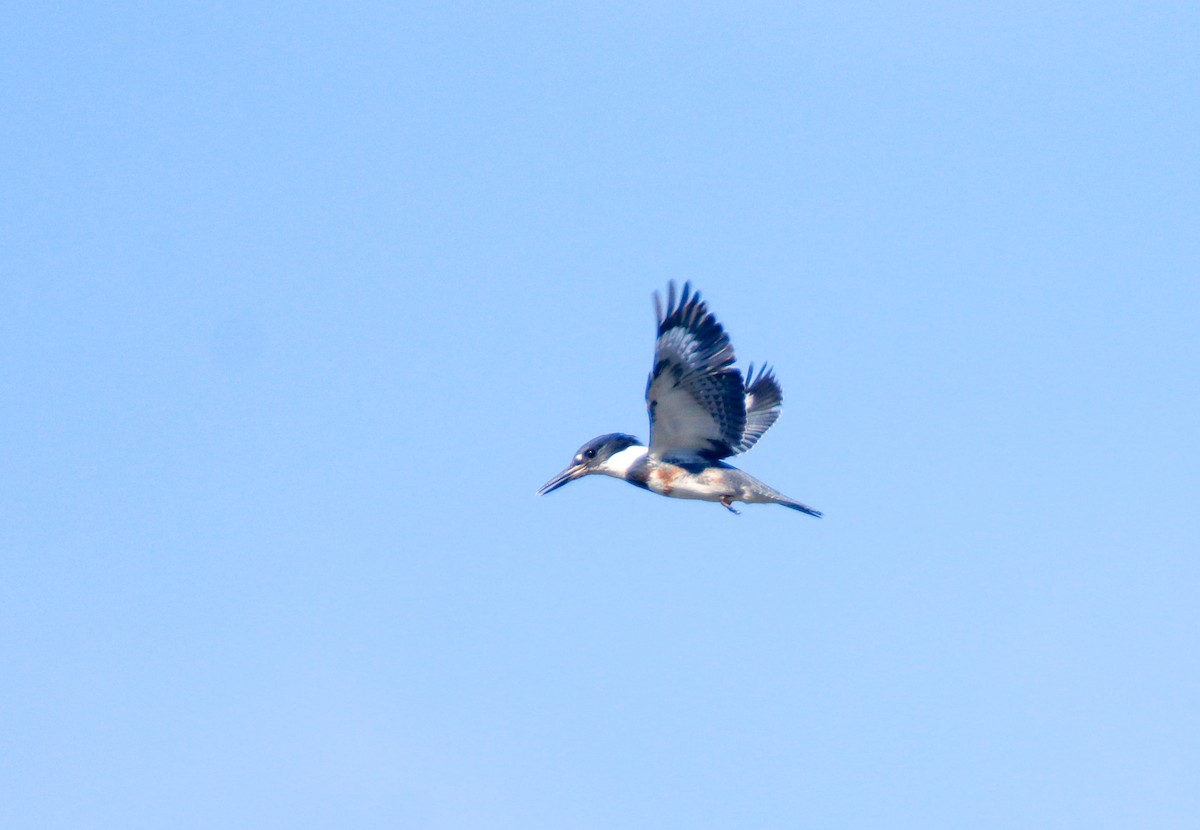 Belted Kingfisher - ML474444521