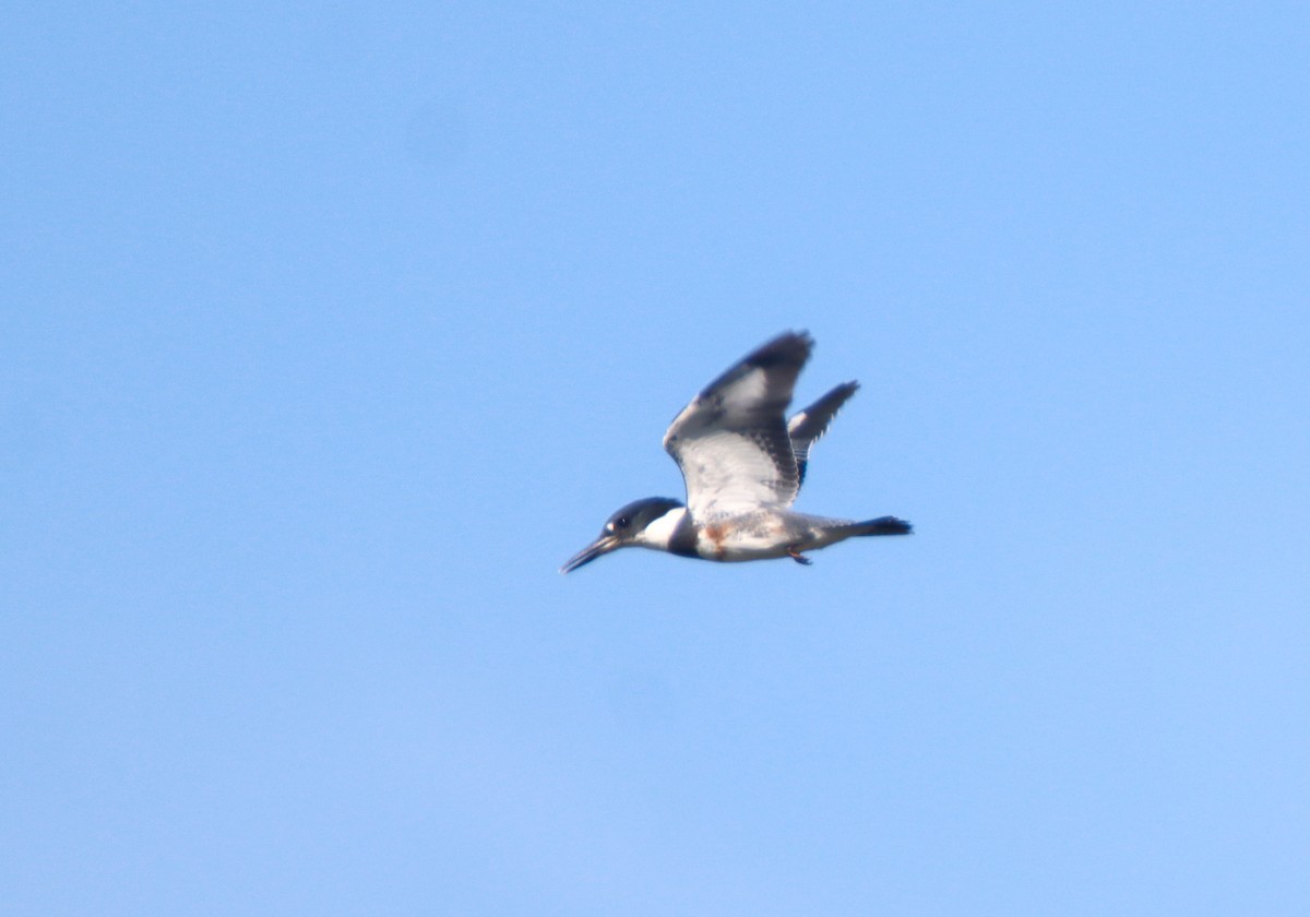 Belted Kingfisher - ML474444531