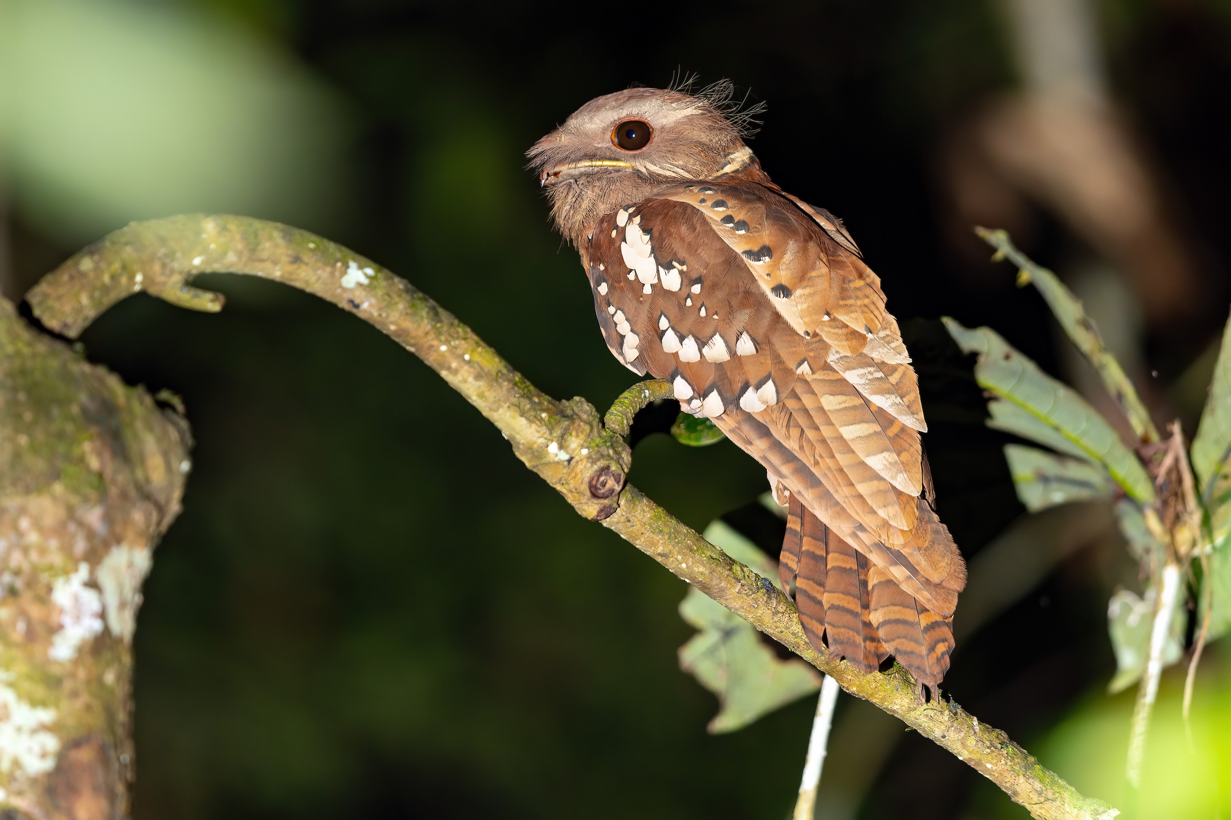 Tawny Frogmouth Skeleton