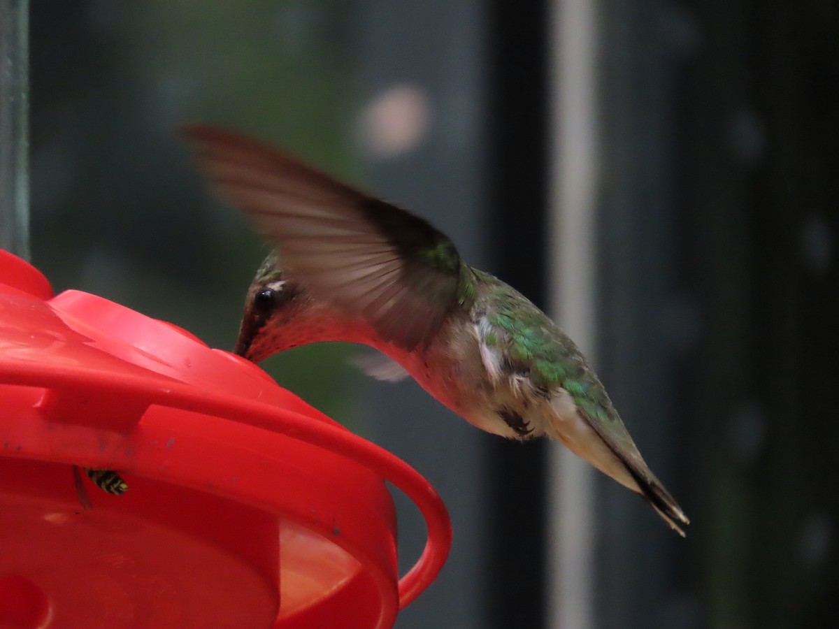 Ruby-throated Hummingbird - ML474455161