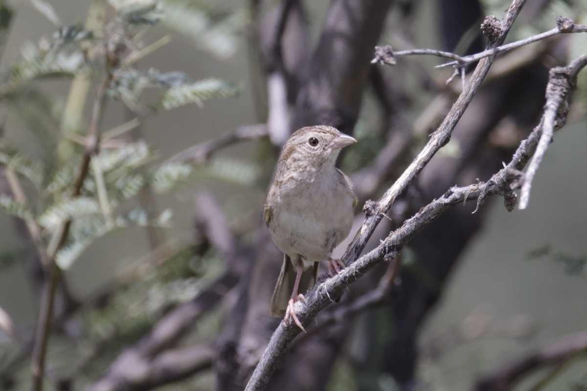 Botteri's Sparrow - A Birder