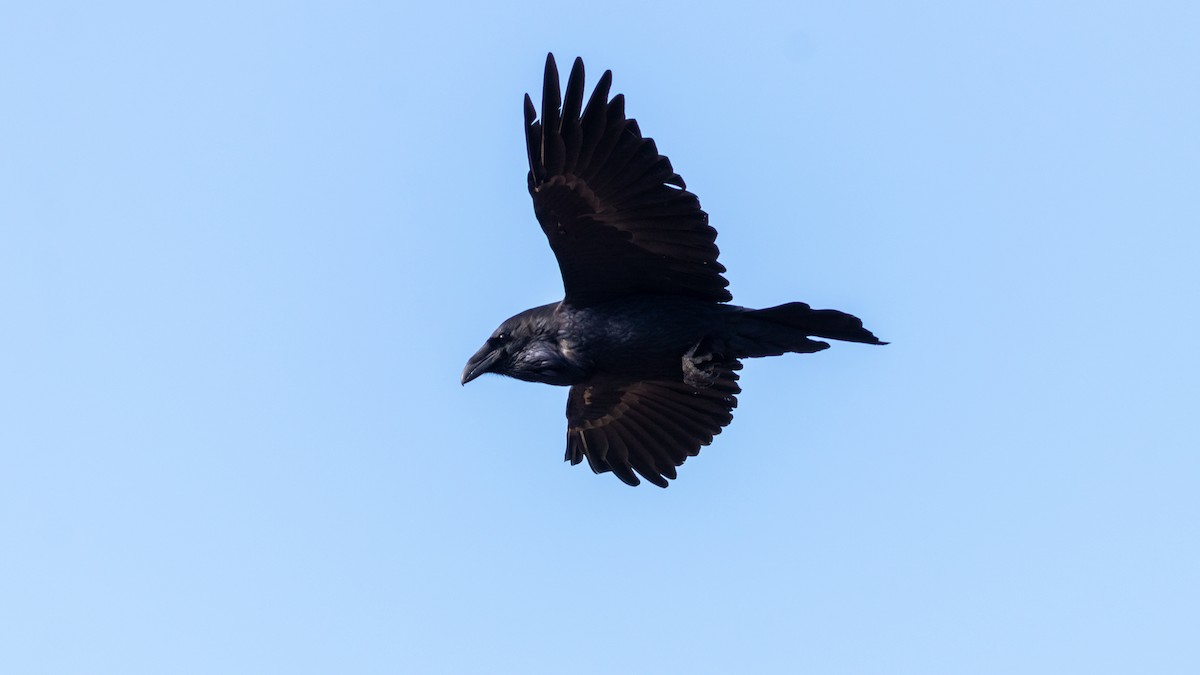 Common Raven - ML474462471