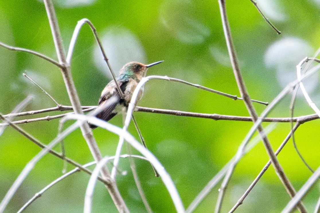 Short-crested Coquette - ML474463711