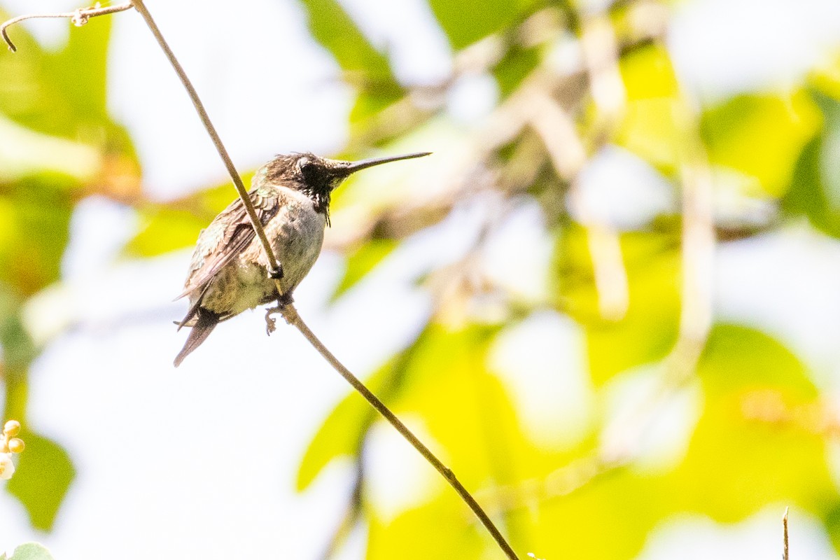 Ruby-throated Hummingbird - Sue Wright