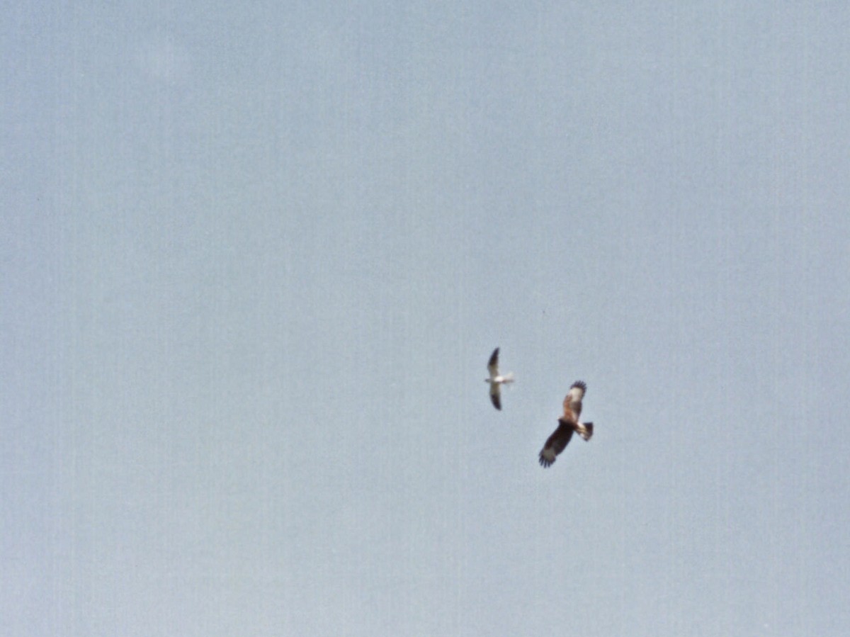 White-tailed Kite - Mark W11 Kulstad